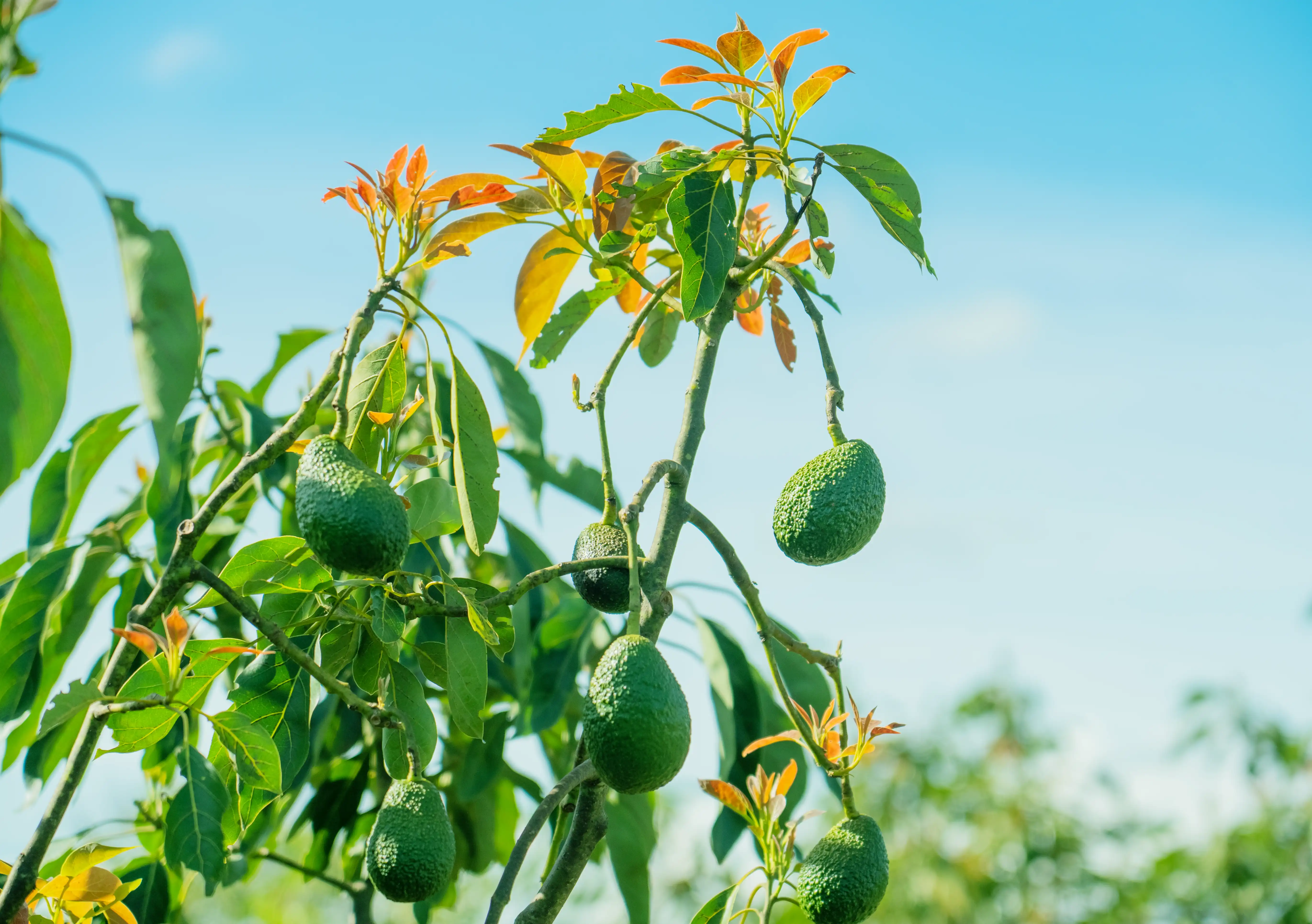 Avocado farming