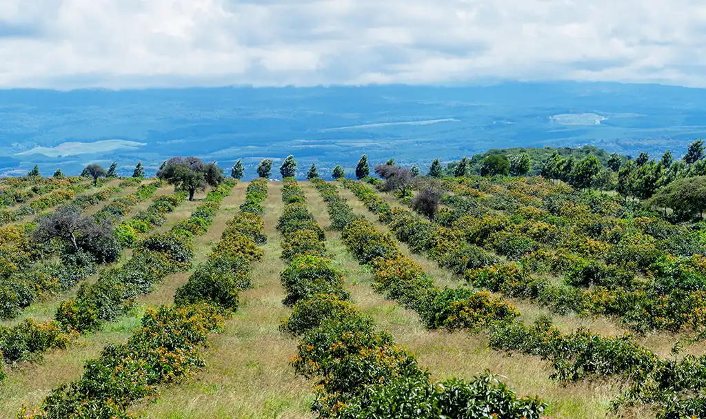 Farm